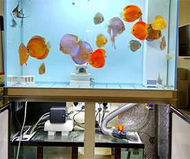 水族過(guò)濾棉應(yīng)用于魚缸