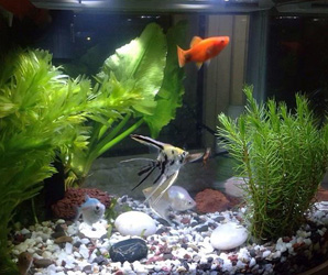 用于水過(guò)濾